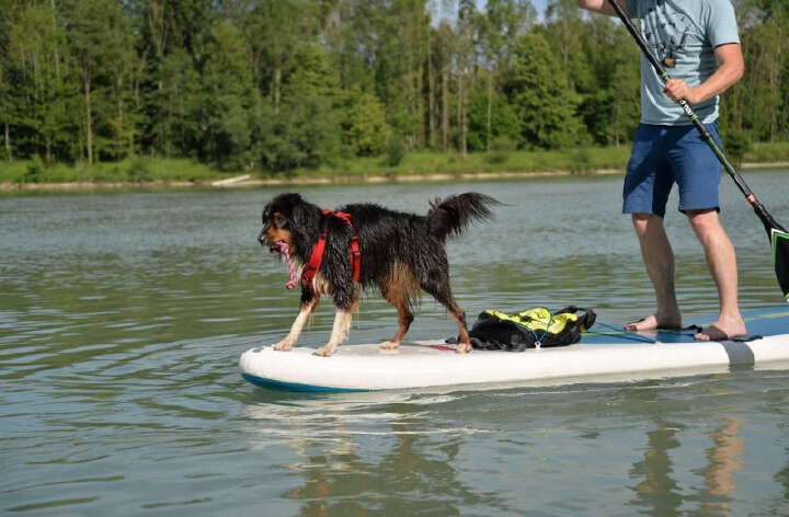 petlando Mesh Comf-YGeschirr